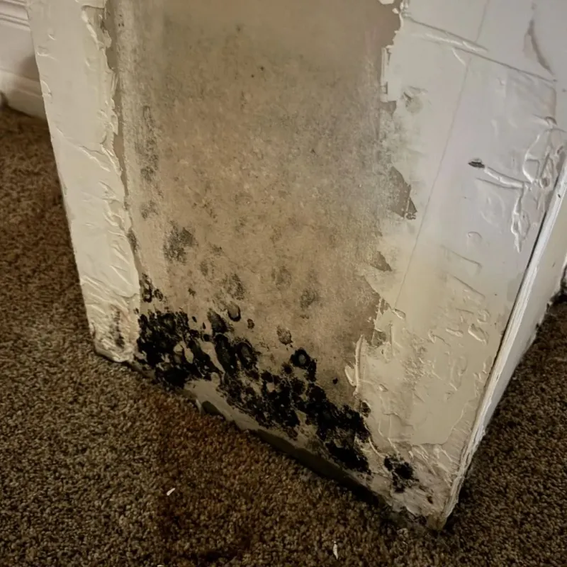 Professional Mold Removal in Haslett, MI